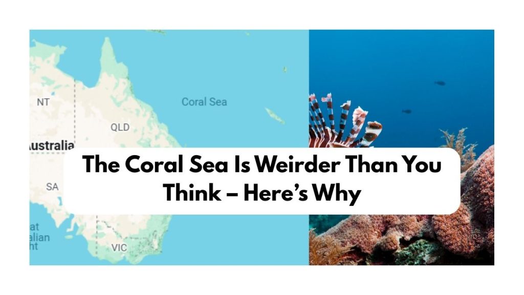The Coral Sea Is Weirder Than You Think – Here’s Why