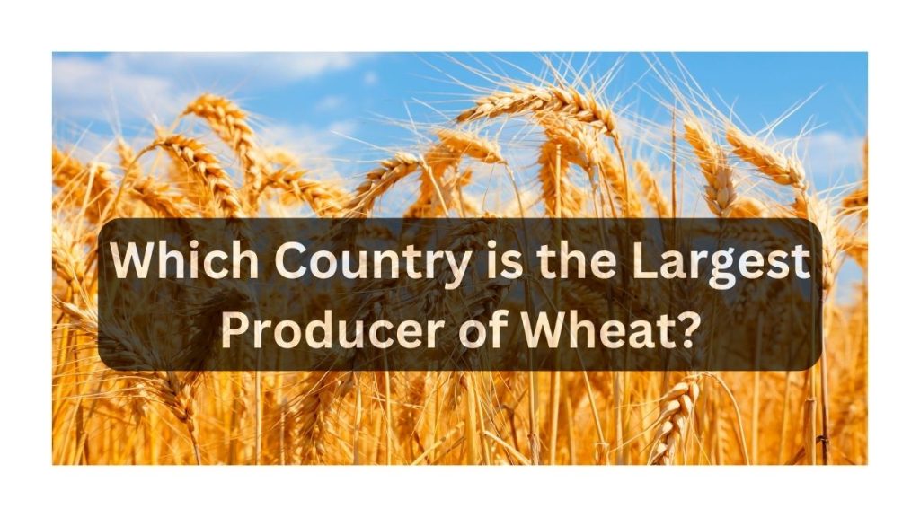 Which Country is the Largest Producer of Wheat?