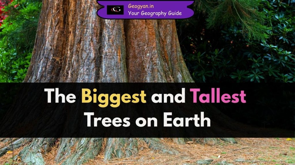 biggest and tallest trees on earth (2)